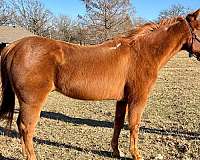 quarter-horse-for-sale