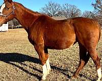 sorrel-white-ranch-work-horse