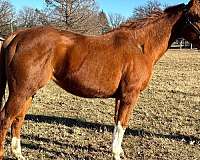 sorrel-white-youth-horse