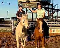 exotics-quarter-horse