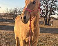 quarter-horse-for-sale