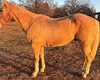 quarter-horse-gelding
