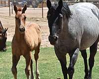 calf-roping-quarter-horse