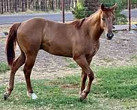 barrel-quarter-horse
