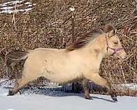 dun-traits-horse