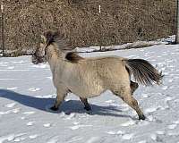 champagne-dun-traits-horse