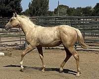 and-left-fore-sock-horse