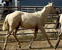 palomino-left-fore-sock-horse