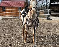 appaloosa-horse