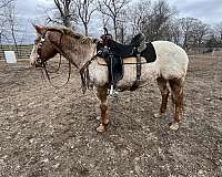 appaloosa-mare