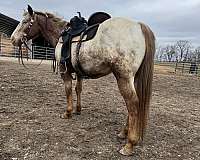 appaloosa-horse-for-sale