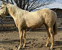 2024-quarter-horse