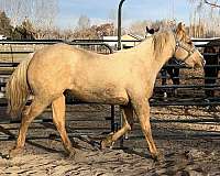 2024-horse