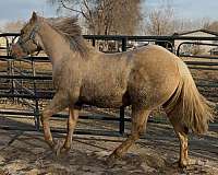 and-hoof-care-filly