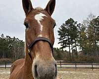 17-hand-belgian-mare