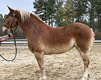 sorrel-belgian-mare