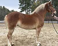 sorrel-mare-for-sale