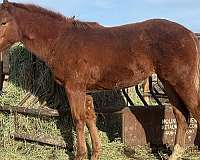 all-around-quarter-horse