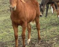 barrel-quarter-horse