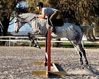 16-hand-thoroughbred-gelding