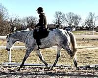 16-hand-thoroughbred-horse