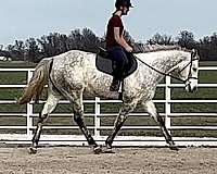 16-hand-gelding