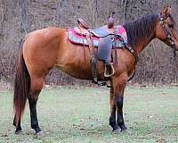 dun-western-ridin-horse