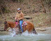 all-around-quarter-horse