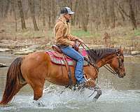 athletic-quarter-horse