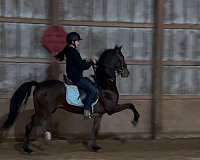 english-pleasure-morgan-horse