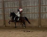 equitation-morgan-horse