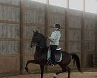 sidesaddle-morgan-horse