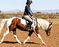 amazing-horse-gelding