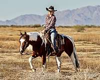 trail-horse-paint