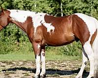 kids-horse-paint