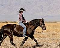 safe-horse-canadian