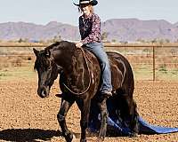 dressage-horse-canadian