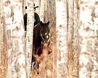 endangered-horse-canadian