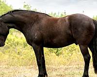 rare-breed-canadian-horse