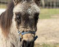 buckskin-overo-filly-for-sale