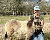 buckskin-overo-therapy-horse