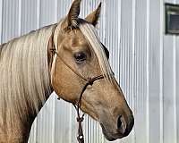 stallion-canadian-palomino-horse
