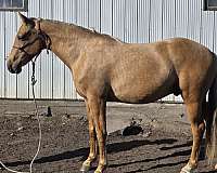 chocolate-palomino-canadian-gelding