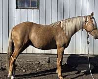 chocolate-palomino-canadian-mare