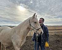 palomino-crtwh-mare