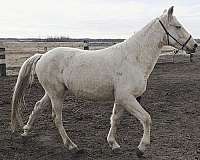 palomino-crtwh-horse