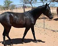 aladdinn-horse