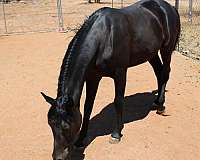 affordable-arabian-horse