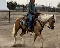 palomino-all-around-horse