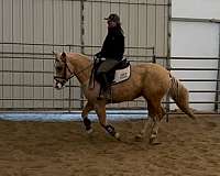 palomino-dressage-horse